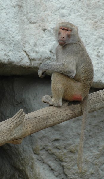 dsc 1968